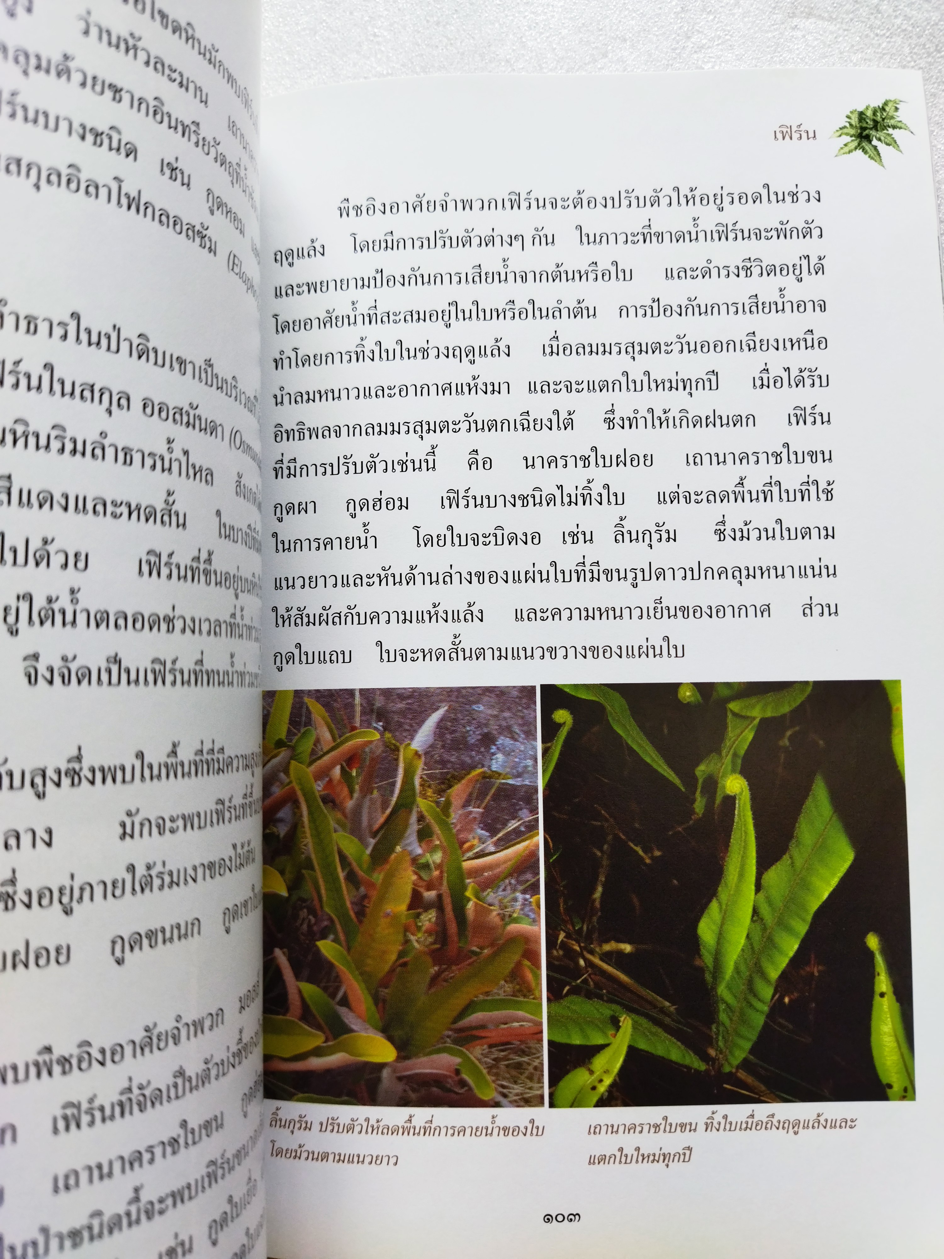 สารานุกรมไทย สำหรับเยาวชน เล่มที่ ๑๓