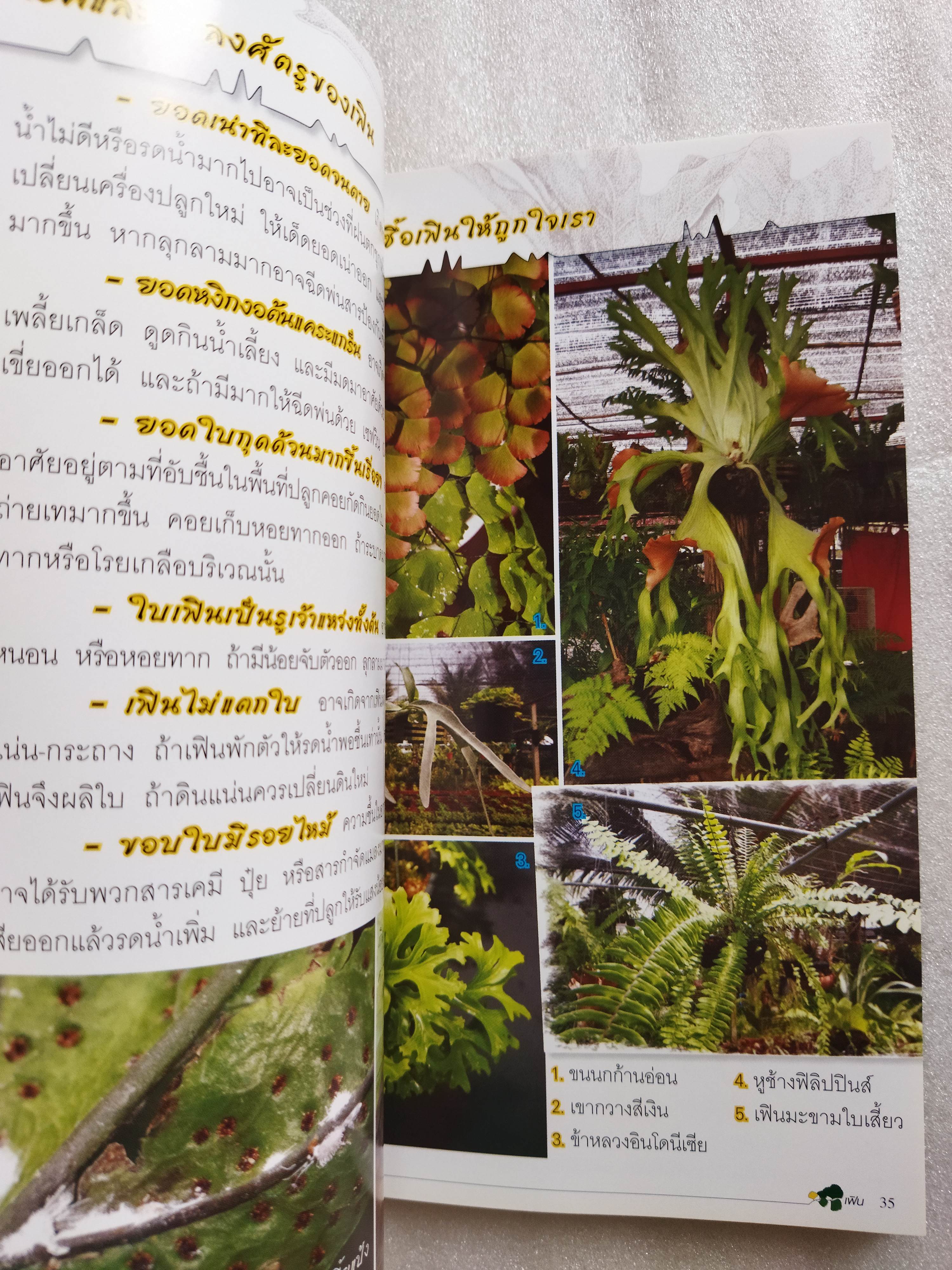 ร้อยพรรณพฤกษา เฟิน