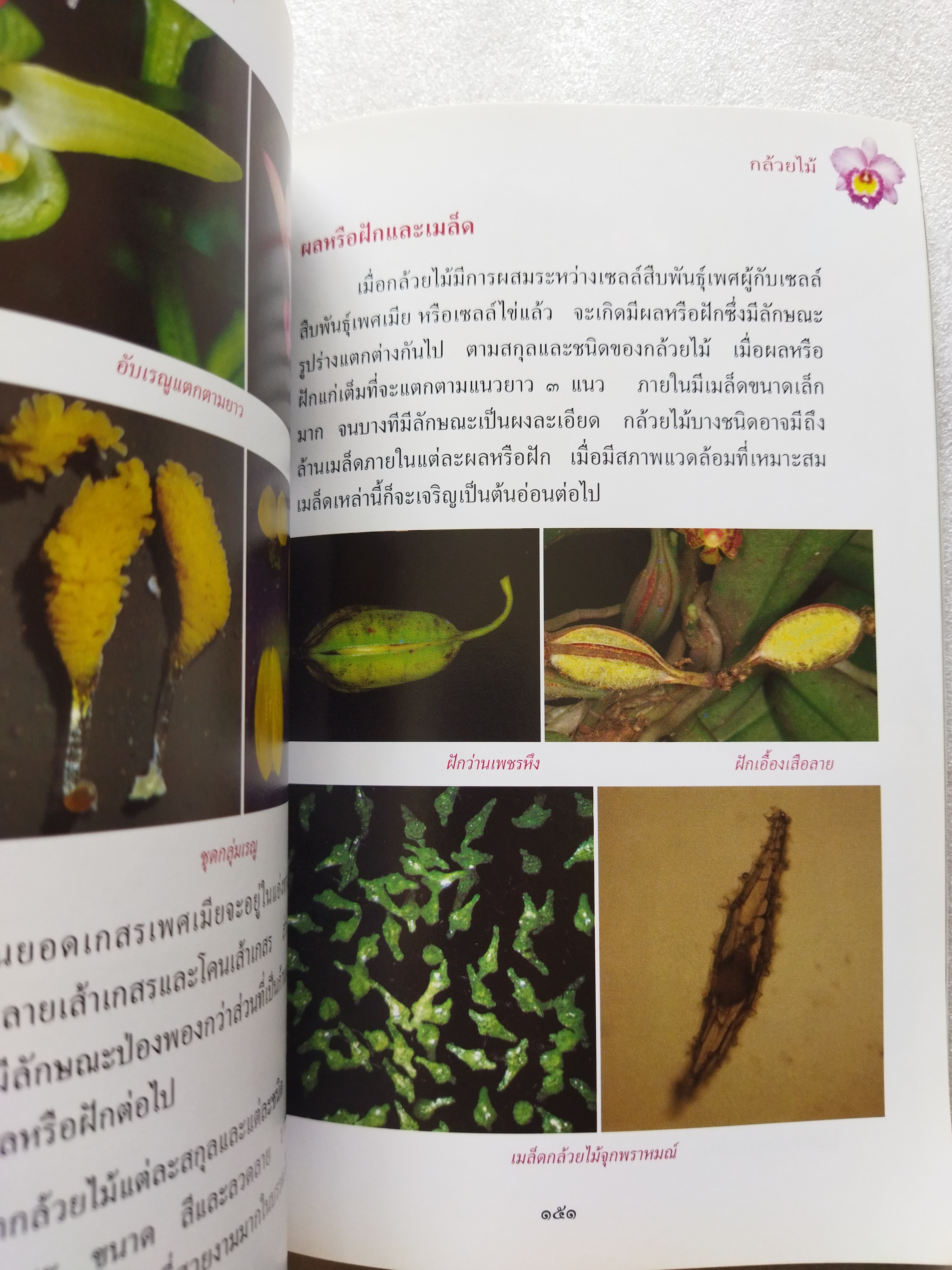 สารานุกรมไทย สำหรับเยาวชน เล่มที่ ๑๓