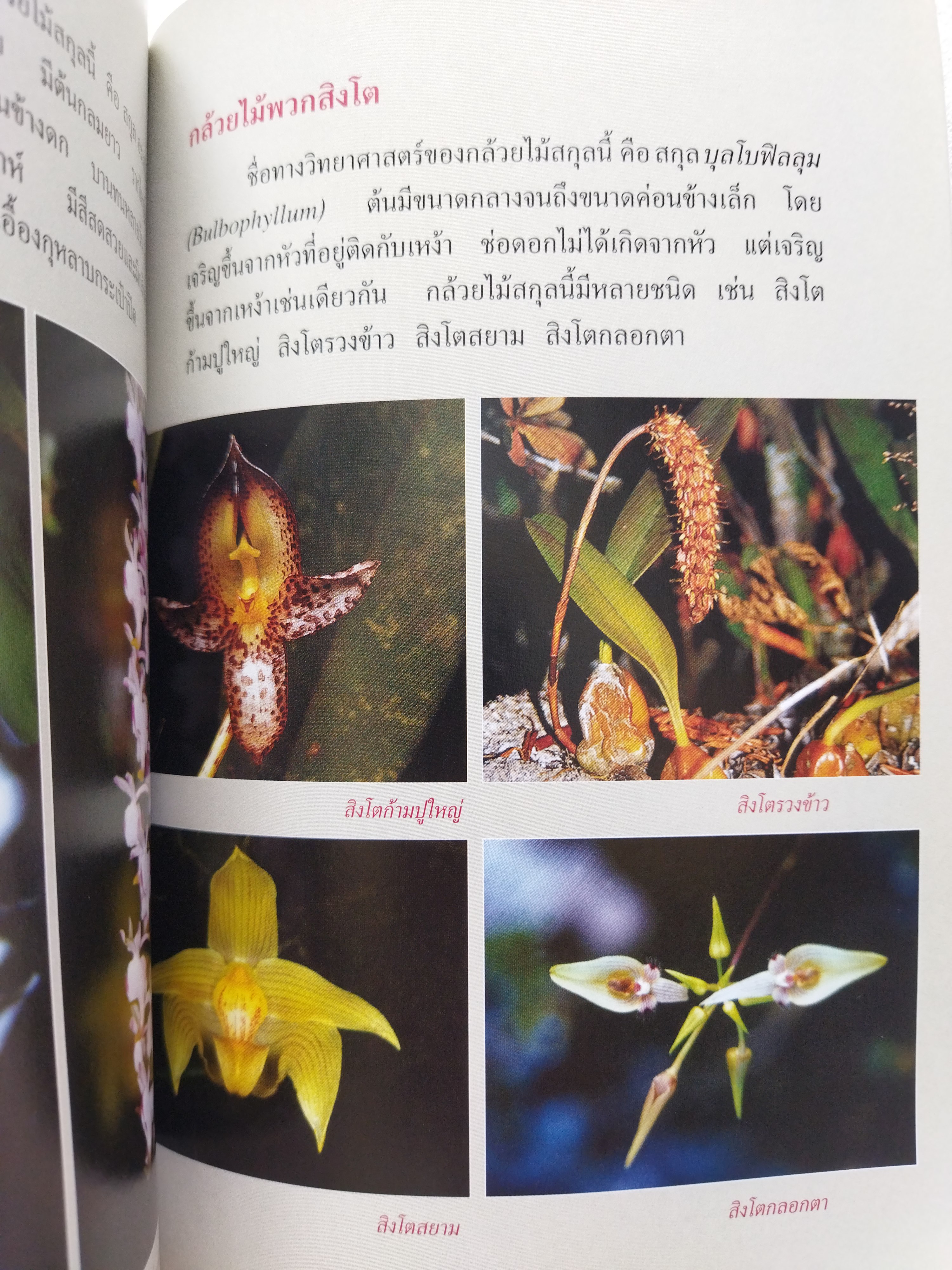 สารานุกรมไทย สำหรับเยาวชน เล่มที่ ๑๓