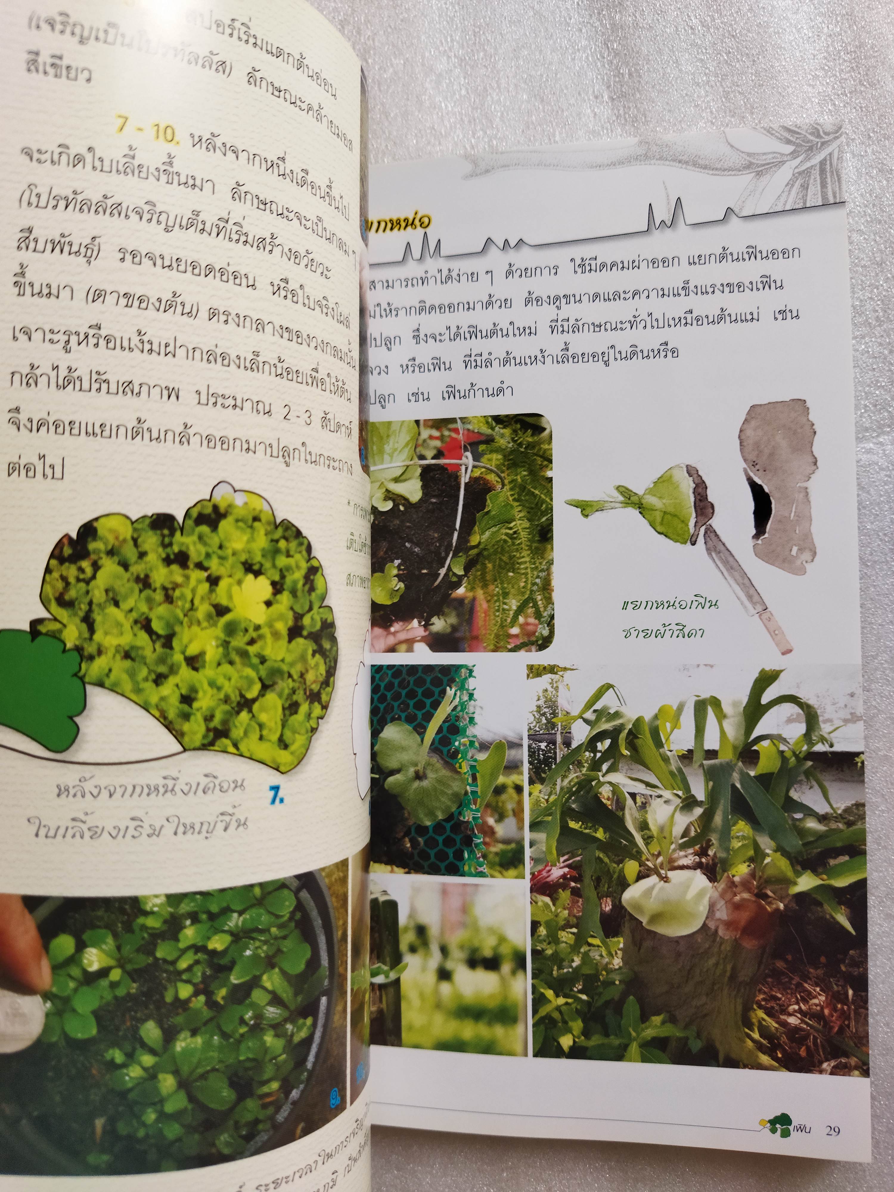 ร้อยพรรณพฤกษา เฟิน