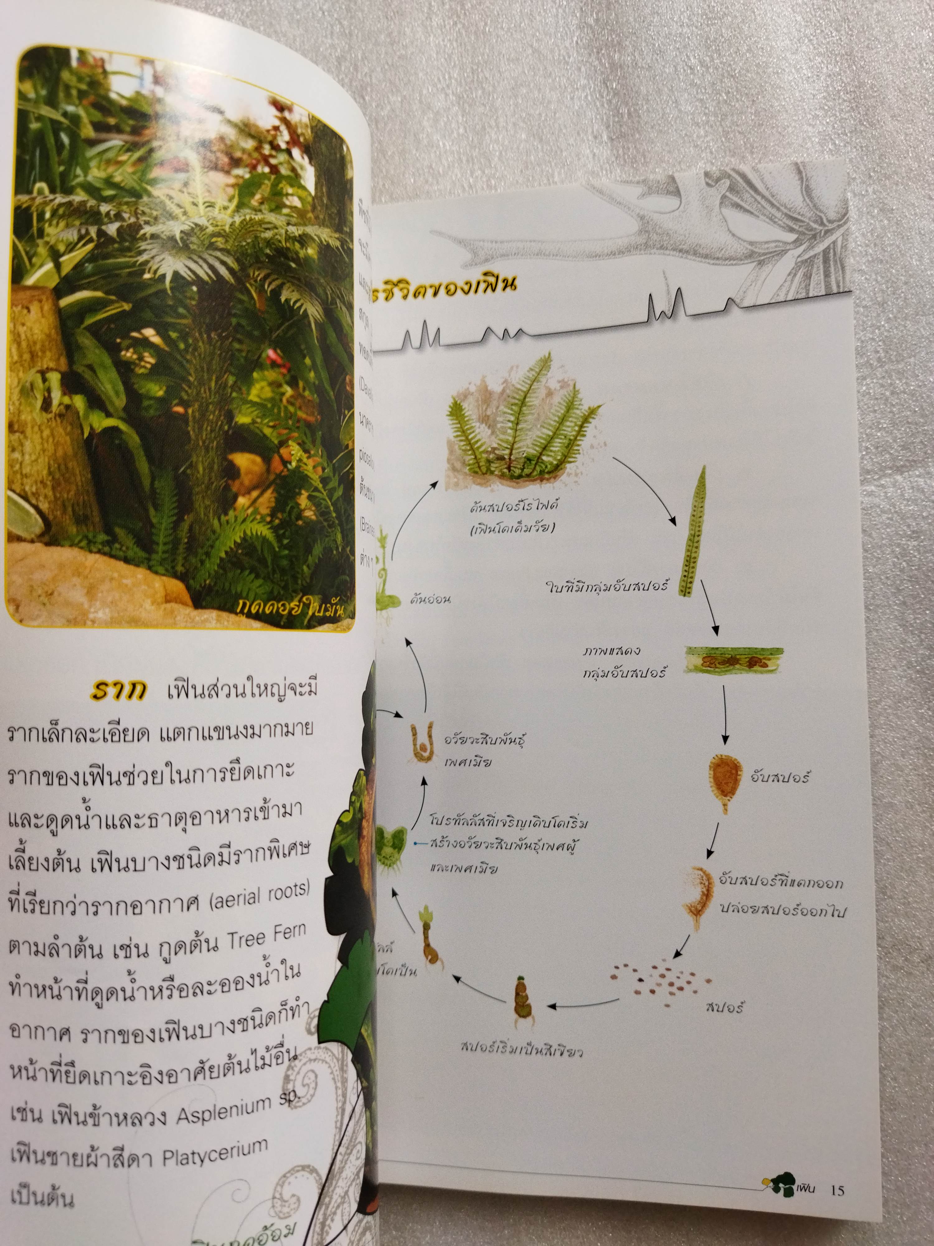 ร้อยพรรณพฤกษา เฟิน