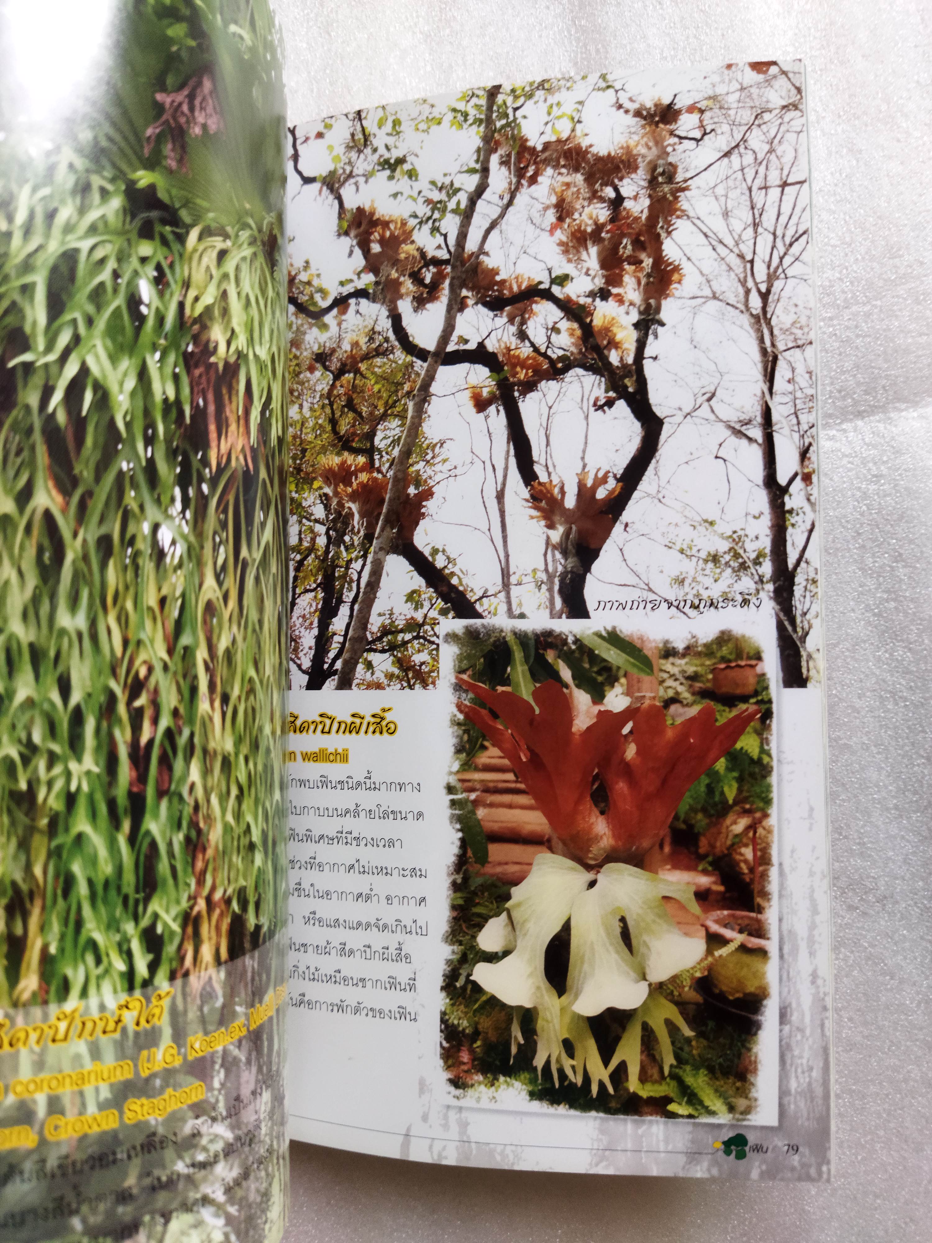 ร้อยพรรณพฤกษา เฟิน