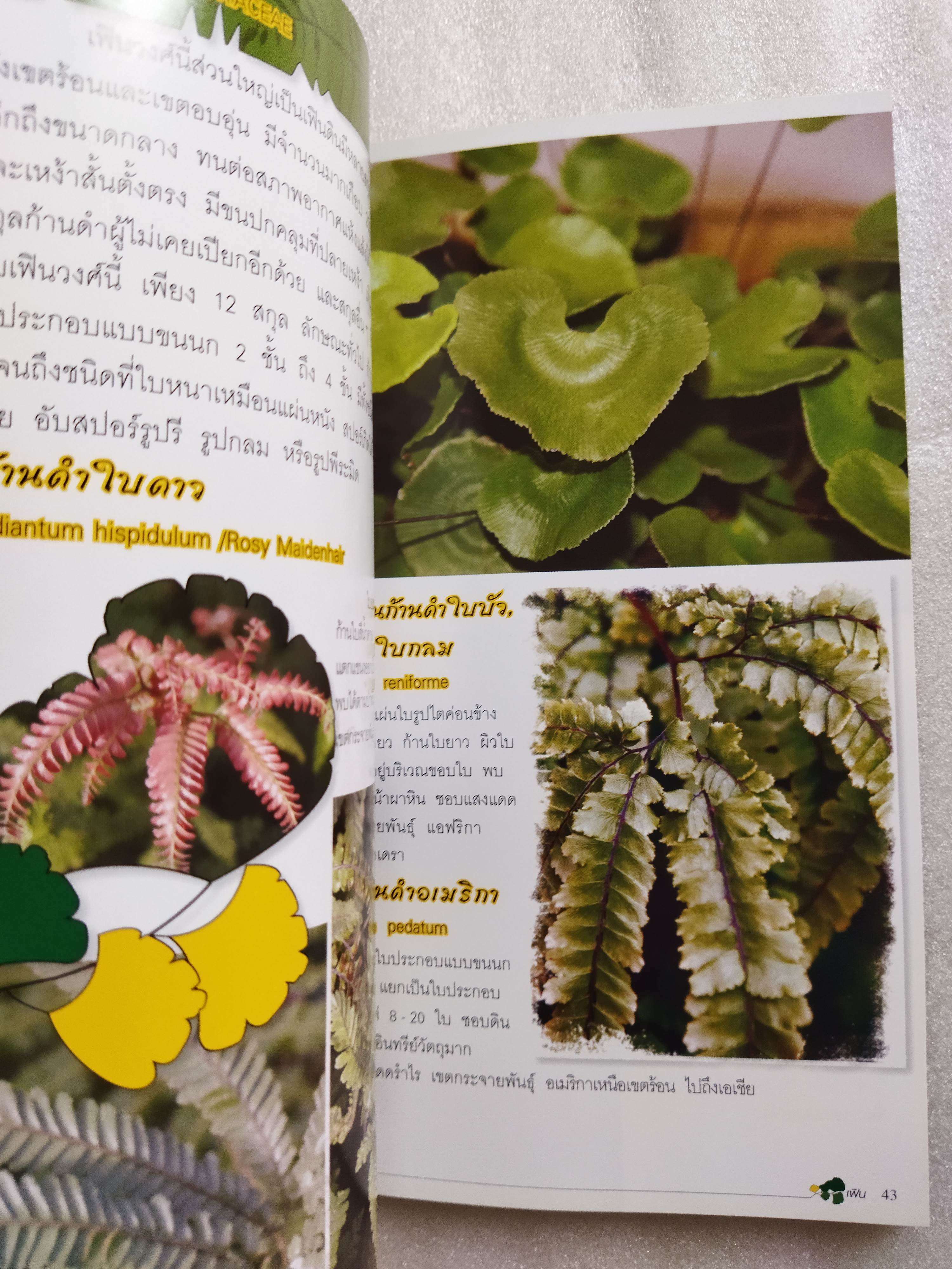 ร้อยพรรณพฤกษา เฟิน