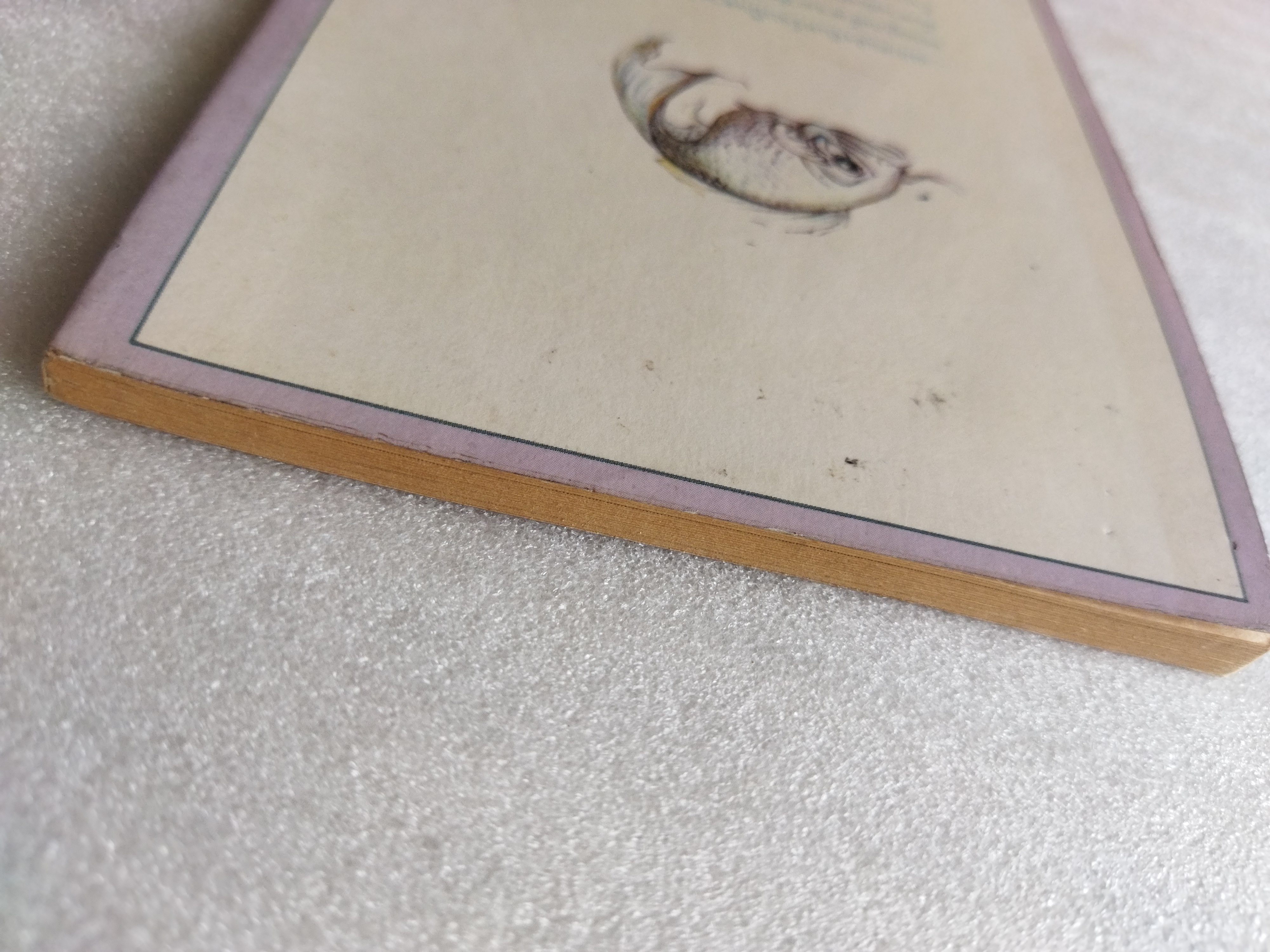 แม่มดแสงจันทร์