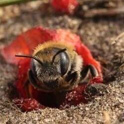 Flower Sandwich รวงรังดอกไม้ของผึ้งออสเมีย