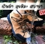 รองเท้าเดินป่ากันน้ำ Aquatwo Hiking S943 สีดำ